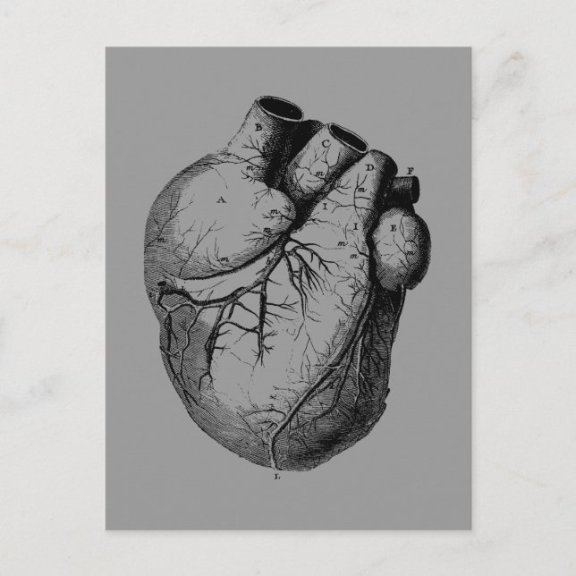 Anatomically Correct Heart Postcard (Front)