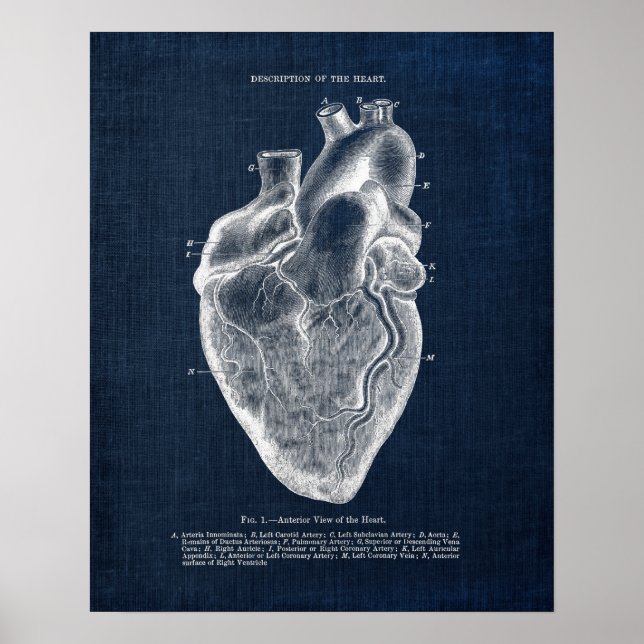 Anatomy Art no. 1  Anterior View of Human Heart Poster (Front)