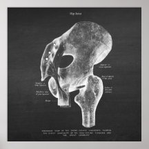 Anatomy Art no. 4 Hip Joint