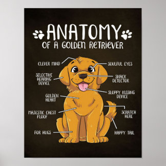 Anatomy Golden Retriever | Golden Retriever Lover  Poster
