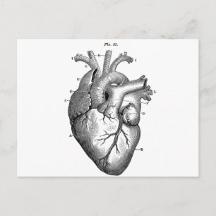 Anatomy-Heart-Images-Vintage Postcard