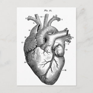 Anatomy-Heart-Images-Vintage Postcard