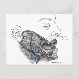 anatomy mouth postcard