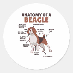 Anatomy Of A Beagle Cute Dogs Funny Dog Beagle Classic Round Sticker