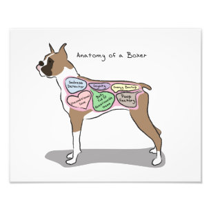 Anatomy of a Boxer - Print