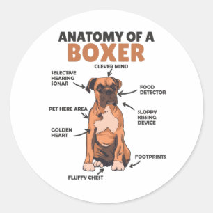 Anatomy Of A Boxer Sweet Dog Puppy Classic Round Sticker
