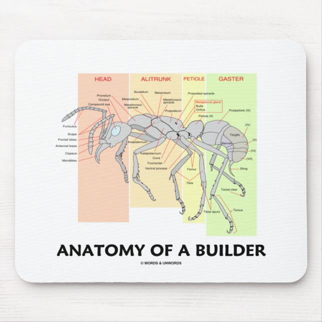Anatomy Of A Builder (Worker Ant Anatomy) Mouse Pad (Front)
