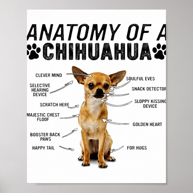 anatomy of a chihuahua dog animals lover owner man poster (Front)