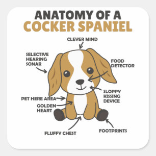 Anatomy Of A Cocker Spaniel Cute Dogs Puppy Square Sticker