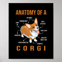 Anatomy of a Corgi Funny Dog