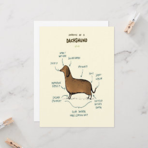 Anatomy Of A Dachshund Dachshund Dog Lovers