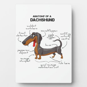 Anatomy Of A Dachshund - Funny Dog Plaque