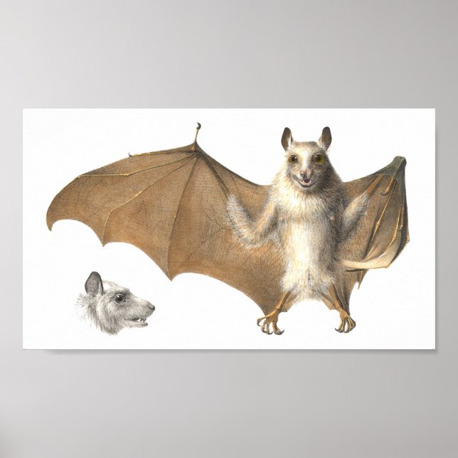 Anatomy of a Fruit Bat - Antique Engraving Poster (Front)