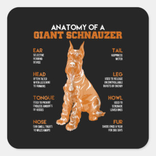Anatomy Of A Giant Schnauzer Dogs Funny Gift Square Sticker