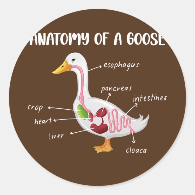 Anatomy Of A Goose Anatomical Doctor Veterinarian Classic Round Sticker (Front)