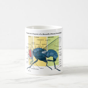 Anatomy of a Housefly Diagram Musca Domestica Coffee Mug