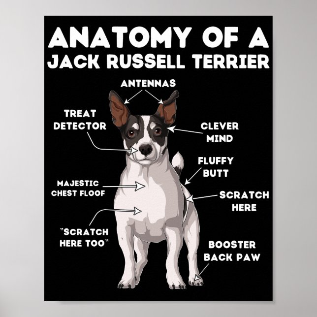 Anatomy of a Jack Russell Terrier Poster (Front)