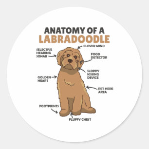 Anatomy Of A Labradoodle Cute Canine Puppy Classic Round Sticker