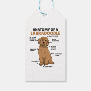 Anatomy Of A Labradoodle Cute Canine Puppy Gift Tags