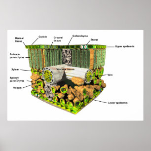 Anatomy of a Leaf poster