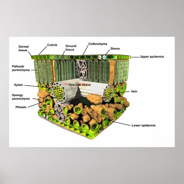 Anatomy of a Leaf poster (Front)