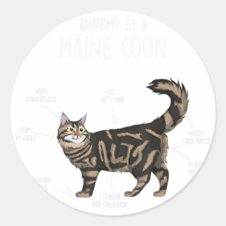 Anatomy of a Maine Coon Cat  Classic Round Sticker