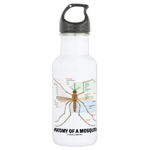 Anatomy Of A Mosquito (Entomology) 532 Ml Water Bottle