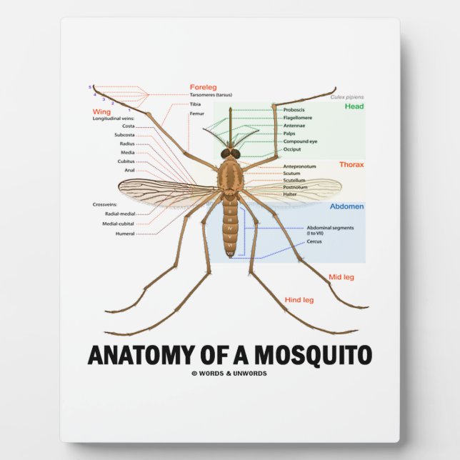 Anatomy Of A Mosquito (Entomology) Plaque (Front)