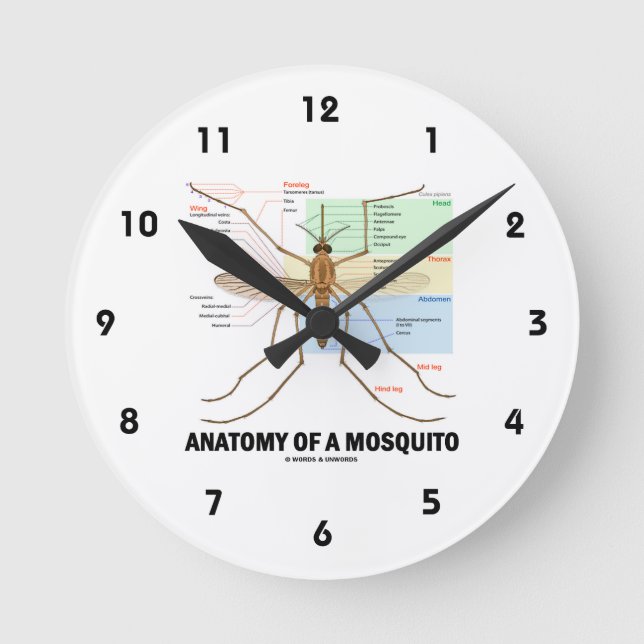 Anatomy Of A Mosquito (Entomology) Round Clock (Front)