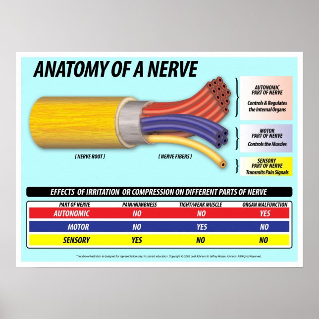 Anatomy of a Nerve 2016 Edition Poster (Front)