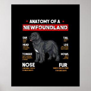 Anatomy Of A Newfoundland Dogs Lovers Poster