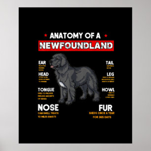 Anatomy Of A Newfoundland Dogs Lovers Poster