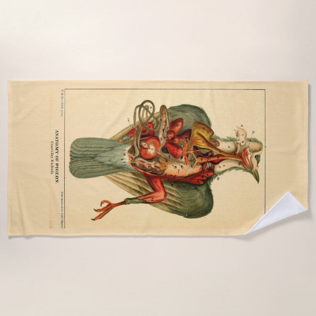 Anatomy of a Pigeon Beach Towel (Front)