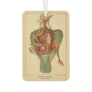 Anatomy of a Pigeon Car Air Freshener