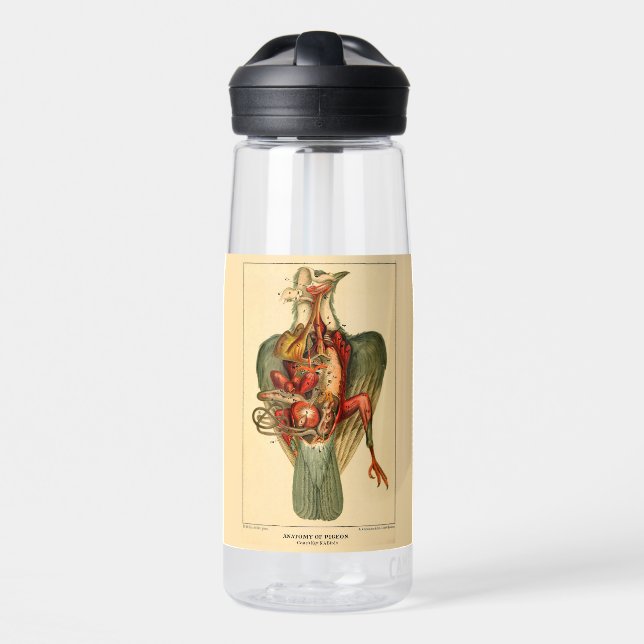 Anatomy of a Pigeon Water Bottle (Front)