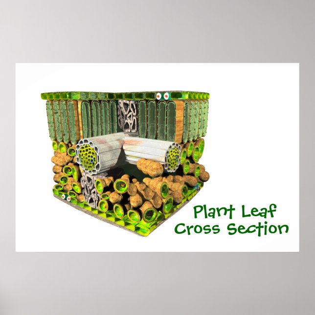 Anatomy of a Plant Leaf poster (Front)