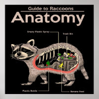 Anatomy of a Raccoon | Cute Panda Lover