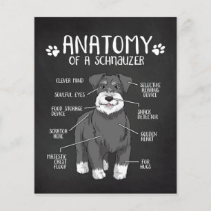 Anatomy Of A Schnauzer Lover Gift Flyer