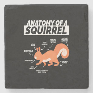 Anatomy Of A Squirrel Stone Coaster