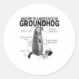 Anatomy Of A Woodchuck Or Groundhog Funny Animal R Classic Round Sticker