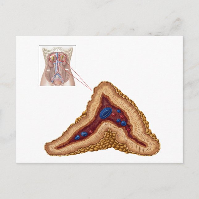 Anatomy Of Adrenal Gland, Transverse Section Postcard (Front)