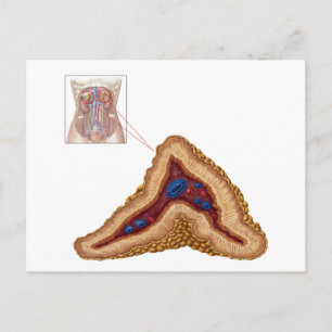 Anatomy Of Adrenal Gland, Transverse Section Postcard