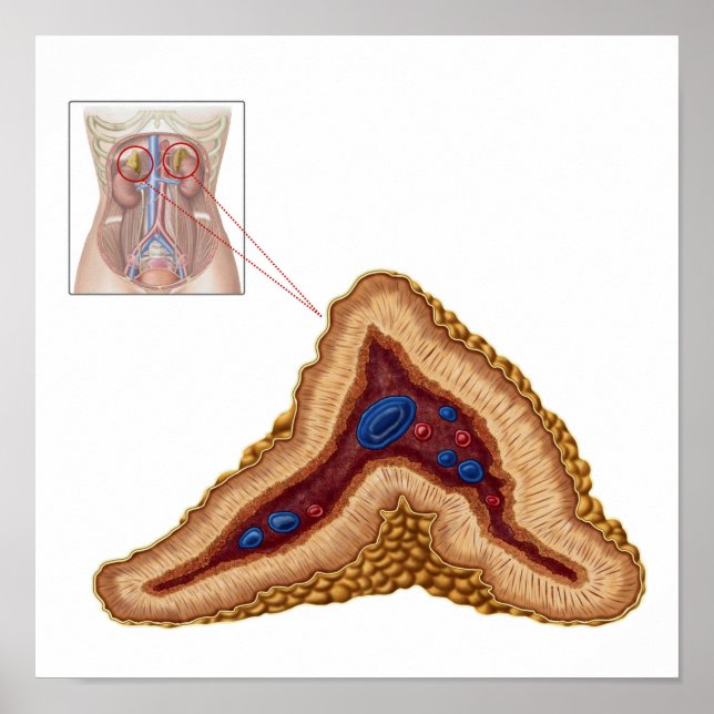 Anatomy Of Adrenal Gland, Transverse Section Poster (Front)