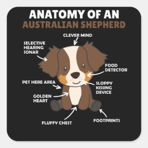 Anatomy Of An Australian Shepherd Sweet Dogs Square Sticker