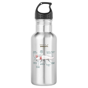 Anatomy of an Axolotl  532 Ml Water Bottle