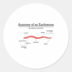 Anatomy Of An Earthworm Funny Worm Earthworm Lover Classic Round Sticker