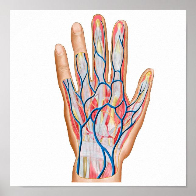 Anatomy Of Back Of Human Hand Poster (Front)