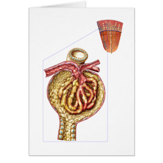 Anatomy Of Bowman'S Glomerular Capsule