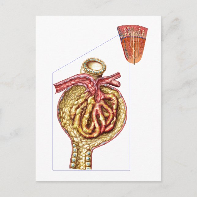 Anatomy Of Bowman'S Glomerular Capsule Postcard (Front)