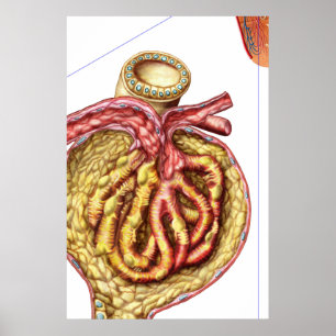 Anatomy Of Bowman'S Glomerular Capsule Poster